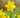 Daffodil