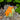 Junior Diggers Orange & Green 6-10yrs