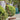30cm Natural Bristle Yard Broom