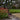 8-Stem GloGlobes Cool White Stake Light
