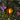 Sunset Flaming Balloon