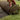Turf