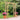 Twilight Garden Arch - Adjustable Wooden Arch
