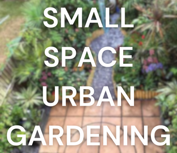 Small Space Urban Gardening