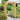 Garden Arch - Horizon Wooden Arch