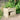 Square Potato Planter