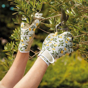 Sicilian Lemon Smart Gardeners