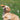 RSPCA I Love Puppies - Slim Calendar 2026