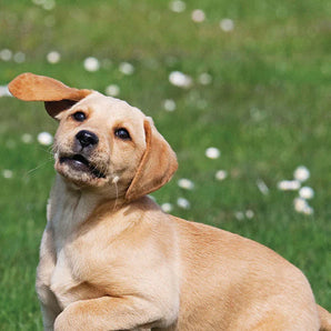 RSPCA I Love Puppies - Slim Calendar 2026