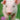 Pigs Slim Calendar 2026