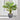 Prayer Plant
