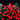 Noma - 200 Fit & Forget Red Berry Lights