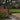 Smart Garden - 8-Stem GloGlobes Cool White Stake Light