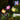 Smart Garden - Solar Bloom Stake Light - Mixed Colours