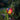 Smart Garden - Rainbow Flaming Balloon - XL