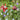 Smart Garden - Loony Ladybugs Plant Stake