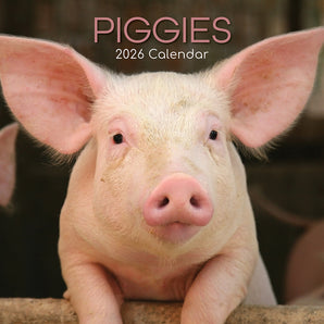 2026 Square Wall Calendar – Piggies