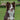 2026 Square Wall Calendar – Border Collies