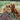 2026 Square Wall Calendar – Dachshunds