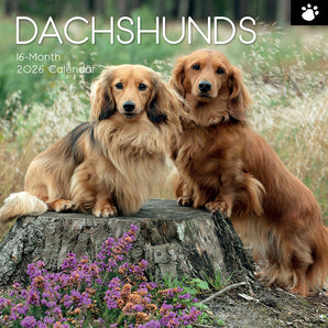2026 Square Wall Calendar – Dachshunds