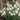 Flower of the Month Calendar 2026