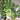 2026 Square Wall Calendar – House Plants