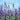 2026 Square Wall Calendar – Lavender