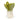 Vivacious Vegetable Bok Choy