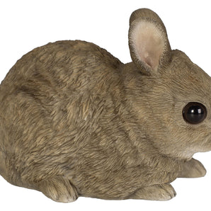 Vivid Arts - Grazing Baby Rabbits - Sitting